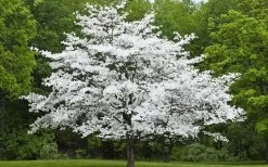 Jean's Appalachian Snow White Dogwood Tree - 7 Gallon Pot (5-6') 11 Jean's Appalachian Snow White Dogwood Tree - 7 Gallon Pot (5-6') -Shrub Plant Shop Dogwood Cherokee Princess 50