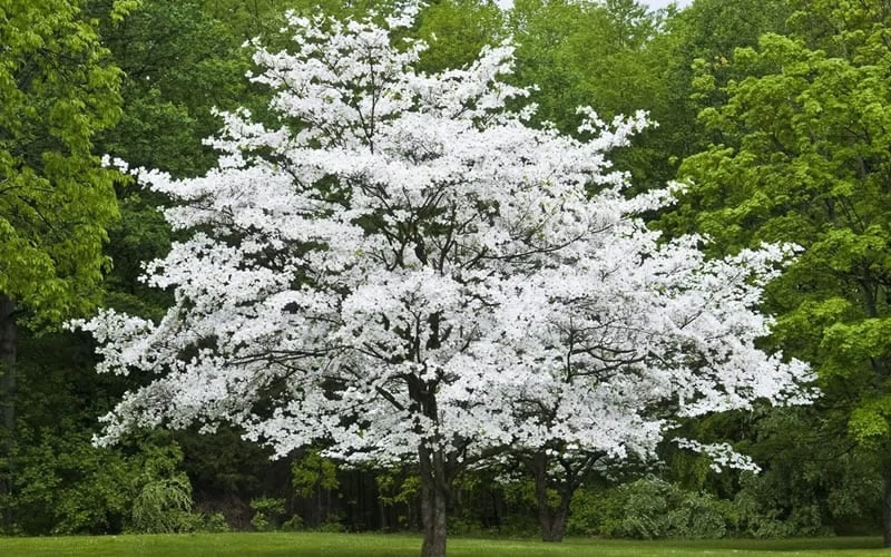 Jean's Appalachian Snow White Dogwood Tree - 7 Gallon Pot (5-6') 5 Jean's Appalachian Snow White Dogwood Tree - 7 Gallon Pot (5-6') - Image 5