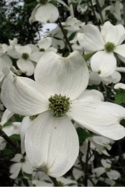 Jean's Appalachian Snow White Dogwood Tree - 7 Gallon Pot (5-6') 12 Jean's Appalachian Snow White Dogwood Tree - 7 Gallon Pot (5-6') -Shrub Plant Shop Dogwood Cherokee Princess 500x750 1