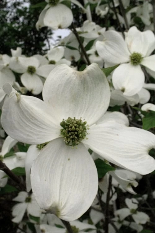 Jean's Appalachian Snow White Dogwood Tree - 7 Gallon Pot (5-6') 6 Jean's Appalachian Snow White Dogwood Tree - 7 Gallon Pot (5-6') - Image 6