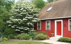 White Kousa Chinese Dogwood - Cornus Kousa - 2 Gallon Pot 12 White Kousa Chinese Dogwood - Cornus Kousa - 2 Gallon Pot -Shrub Plant Shop Dogwood Chinese White 1 1