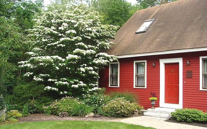 White Kousa Chinese Dogwood - Cornus Kousa - 2 Gallon Pot 5 White Kousa Chinese Dogwood - Cornus Kousa - 2 Gallon Pot - Image 5