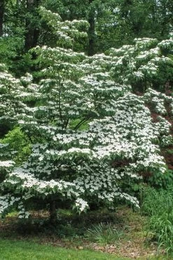 White Kousa Chinese Dogwood - Cornus Kousa - 2 Gallon Pot 11 White Kousa Chinese Dogwood - Cornus Kousa - 2 Gallon Pot -Shrub Plant Shop Dogwood Chinese White 12 1