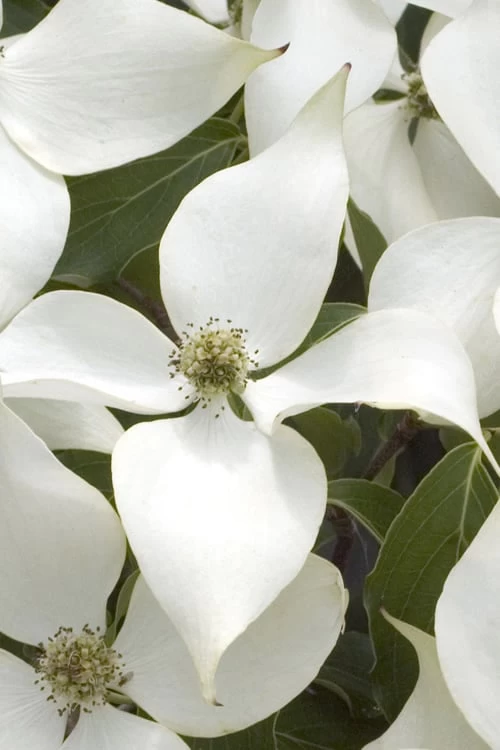 White Kousa Chinese Dogwood - Cornus Kousa - 2 Gallon Pot 6 White Kousa Chinese Dogwood - Cornus Kousa - 2 Gallon Pot - Image 6