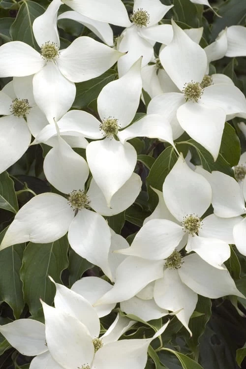White Kousa Chinese Dogwood - Cornus Kousa - 2 Gallon Pot 1 White Kousa Chinese Dogwood - Cornus Kousa - 2 Gallon Pot
