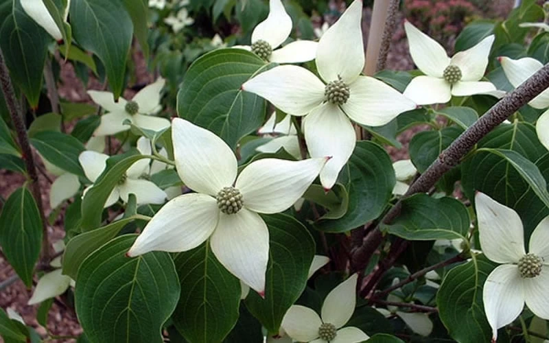 White Kousa Chinese Dogwood - Cornus Kousa - 2 Gallon Pot 8 White Kousa Chinese Dogwood - Cornus Kousa - 2 Gallon Pot - Image 8