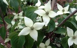 White Kousa Chinese Dogwood - Cornus Kousa - 2 Gallon Pot (4 To 5 Feet Tall) -Shrub Plant Shop Dogwood Chinese White 2