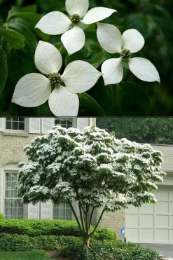 White Kousa Chinese Dogwood - Cornus Kousa - 2 Gallon Pot 14 White Kousa Chinese Dogwood - Cornus Kousa - 2 Gallon Pot -Shrub Plant Shop Dogwood Chinese White 2 500x750 2