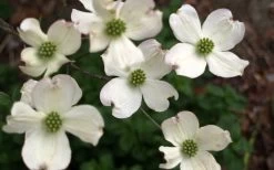 Cherokee Princess White Dogwood - 7 Gallon Pot (4-5') -Shrub Plant Shop Dogwood Chrokee Princess Flowers