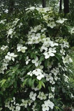 Empress Of China Dogwood - 5 Gallon Pot -Shrub Plant Shop Dogwood Empress Of China 35
