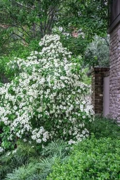 Empress Of China Dogwood - 5 Gallon Pot -Shrub Plant Shop Dogwood Empress Of China 500x750 1