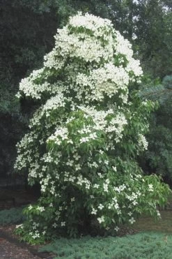 Empress Of China Dogwood - 5 Gallon Pot -Shrub Plant Shop Dogwood Empress Of China 51