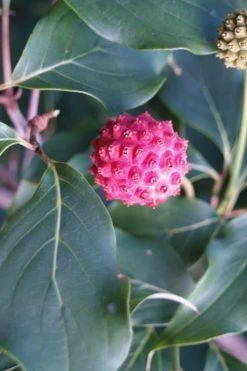 Empress Of China Dogwood - 5 Gallon Pot -Shrub Plant Shop Dogwood Empress of China 31