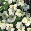 Empress Of China Dogwood - 7 Gallon Pot (3-4')