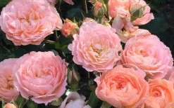 Apricot Drift Dwarf Rose - 3 Gallon Pot -Shrub Plant Shop Drift Rose Apricot 2