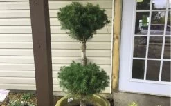 Poodle Tier Dwarf Alberta Spruce 3 Ball Topiary (3-Ball) - 3 Gallon Pot -Shrub Plant Shop Dwarf Alberta Spruce Poodle Tier 1