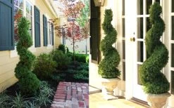 Spiral Dwarf Alberta Spruce Topiary - 7 Gallon Pot -Shrub Plant Shop Dwarf Alberta Spruce Spiral