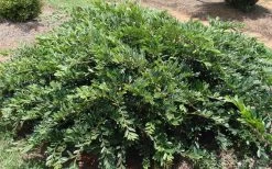 Vintage Jade Evergreen Witch Hazel (Distylium) - 3 Gallon Pot 7 Vintage Jade Evergreen Witch Hazel (Distylium) - 3 Gallon Pot -Shrub Plant Shop Dystilium Vintage Jade