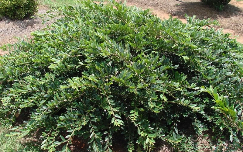 Vintage Jade Evergreen Witch Hazel (Distylium) - 3 Gallon Pot 4 Vintage Jade Evergreen Witch Hazel (Distylium) - 3 Gallon Pot - Image 4