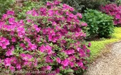 Autumn Amethyst Encore Azalea - 6 Pack Of 1 Gallon Pots -Shrub Plant Shop Encore Azalea Autumn Amethyst 51