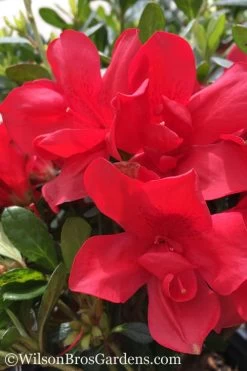 Autumn Bonfire Encore Azalea - 2 Gallon Pot