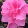 Autumn Carnation Encore Azalea - 1 Gallon Pot