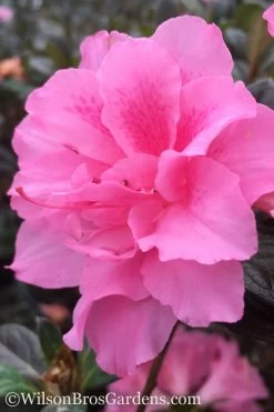 Autumn Carnation Encore Azalea - 1 Gallon Pot