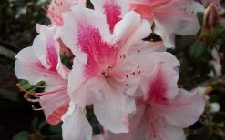 Autumn Chiffon Encore Azalea - 2 Gallon Pot -Shrub Plant Shop Encore Azalea Autumn Chiffon