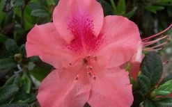 Autumn Coral Encore Azalea - 6 Pack Of 1 Gallon Pots 7 Autumn Coral Encore Azalea - 6 Pack Of 1 Gallon Pots -Shrub Plant Shop Encore Azalea Autumn Coral