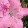 Autumn Debutante Encore Azalea - 3 Gallon Pot