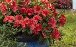 Autumn Embers Encore Azalea - 6 Pack Of 1 Gallon Pots -Shrub Plant Shop Encore Azalea Autumn Embers 3 50
