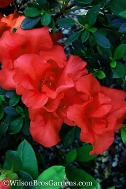 Autumn Embers Encore Azalea - 6 Pack Of 1 Gallon Pots -Shrub Plant Shop Encore Azalea Autumn Embers 500x750 1