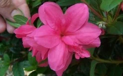 Autumn Empress Encore Azalea - 2 Gallon Pot 7 Autumn Empress Encore Azalea - 2 Gallon Pot -Shrub Plant Shop Encore Azalea Autumn Empress