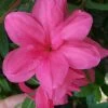 Autumn Empress Encore Azalea - 3 Gallon Pot