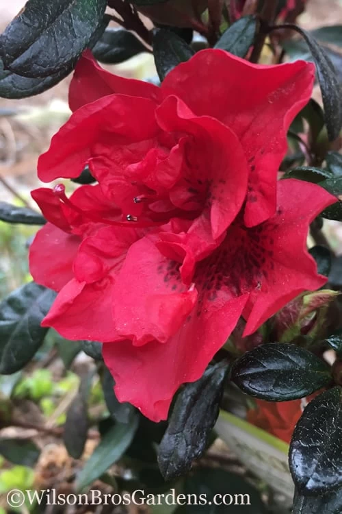 Autumn Fire Encore Azalea - 2 Gallon Pot 1 Autumn Fire Encore Azalea - 2 Gallon Pot