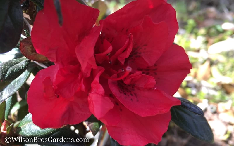 Autumn Fire Encore Azalea - 2 Gallon Pot 5 Autumn Fire Encore Azalea - 2 Gallon Pot - Image 5