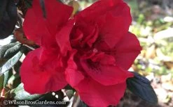 Autumn Fire Encore Azalea - 1 Gallon Pot -Shrub Plant Shop Encore Azalea Autumn Fire WB