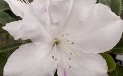 Autumn Lily Encore Azalea - 1 Gallon Pot 7 Autumn Lily Encore Azalea - 1 Gallon Pot -Shrub Plant Shop Encore Azalea Autumn Lily 4 50