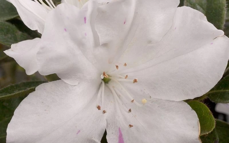 Autumn Lily Encore Azalea - 1 Gallon Pot 4 Autumn Lily Encore Azalea - 1 Gallon Pot - Image 4