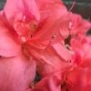 Autumn Princess Encore Azalea - 6 Pack Of 1 Gallon Pots