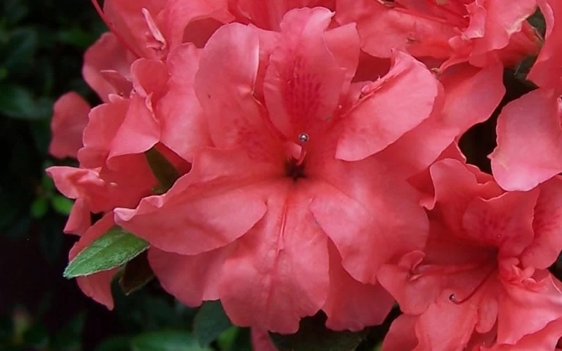 Autumn Princess Encore Azalea - 3 Gallon Pot 4 Autumn Princess Encore Azalea - 3 Gallon Pot - Image 4