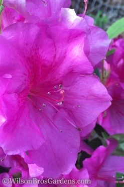 Autumn Royalty Encore Azalea - 7 Gallon Pot