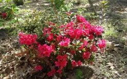 Autumn Ruby Encore Azalea - 2 Gallon Pot 9 Autumn Ruby Encore Azalea - 2 Gallon Pot -Shrub Plant Shop Encore Azalea Autumn Ruby 5 1