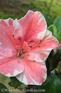 Autumn Sunburst Encore Azalea - 3 Gallon Pot