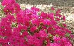 Autumn Sundance Encore Azalea - 3 Gallon Pot -Shrub Plant Shop Encore Azalea Autumn Sundance 50 1