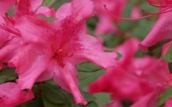 Autumn Sundance Encore Azalea - 1 Gallon Pot 9 Autumn Sundance Encore Azalea - 1 Gallon Pot -Shrub Plant Shop Encore Azalea Autumn Sundance 51