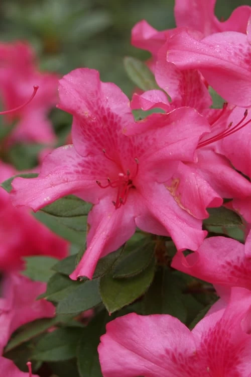Autumn Sundance Encore Azalea - 1 Gallon Pot 1 Autumn Sundance Encore Azalea - 1 Gallon Pot
