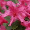 Autumn Sundance Encore Azalea - 3 Gallon Pot