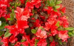 Autumn Sunset Encore Azalea - 6 Pack Of 1 Gallon Pots -Shrub Plant Shop Encore Azalea Autumn Sunset 5