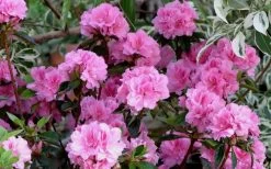 Autumn Carnation Encore Azalea - 1 Gallon Pot -Shrub Plant Shop Encore Azalea Carnation 1